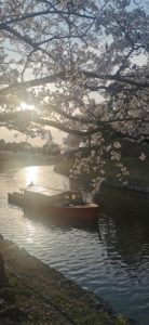 彦根城のお堀に浮かぶ屋形船と桜